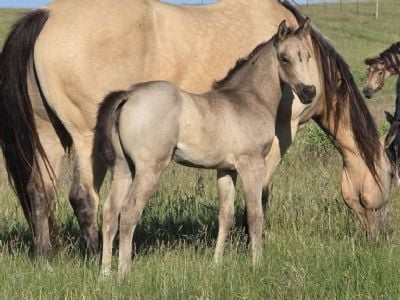 Whiskey Up Boston JW<BR>AQHA PENDING